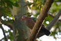 20190303bird-hk-parkDSC_3114