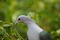 20190303bird-hk-parkDSC_3123