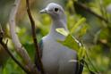 20190303bird-hk-parkDSC_3128