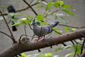 20190303bird-hk-parkDSC_3205