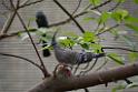 20190303bird-hk-parkDSC_3212