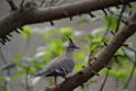 20190303bird-hk-parkDSC_3216