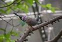 20190303bird-hk-parkDSC_3225