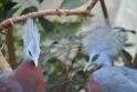 20190303bird-hk-parkDSC_3356