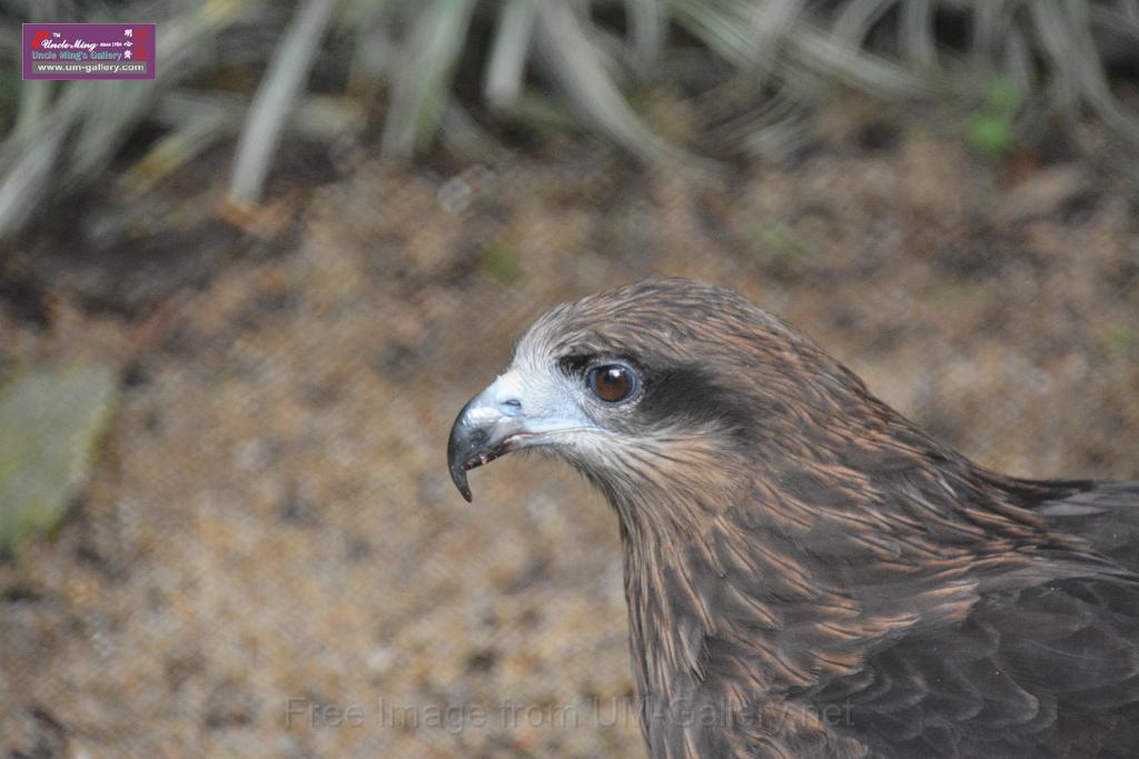 2019331sm-kadoorie-farmDSC_4018.JPG