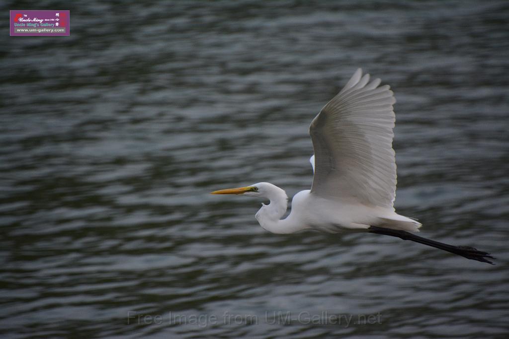 2019birdl-DSC_2262.JPG