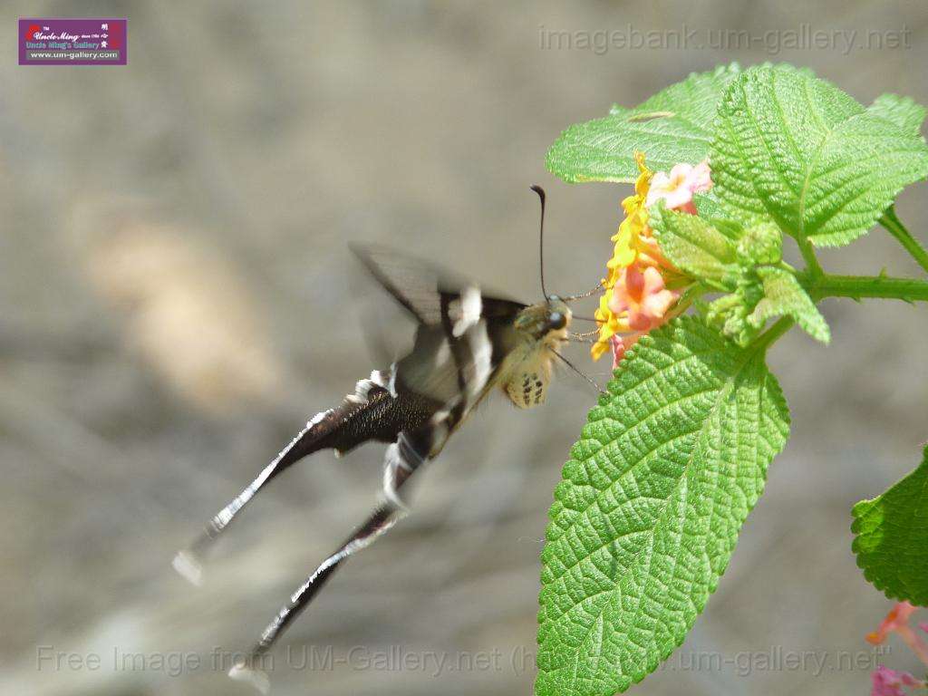 butterfly in Fung Yuen, 2009