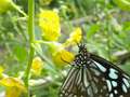 20140831sm-fungyuen-IMGP0560