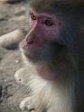 090112_monkey_P1020024