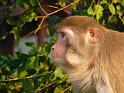 090112_monkey_P1020054