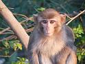 090112_monkey_P1020068