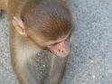 090112_monkey_P1020072