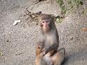 090112_monkey_P1020079