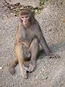 090112_monkey_P1020080