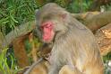 091129_monkey_P1190561