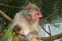 091129_monkey_P1190566