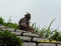 20160502monkey-mountain-P1020507