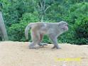 20160502monkey-mountain-P1020536