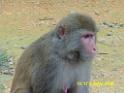 20160502monkey-mountain-P1020539