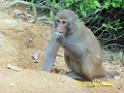 20160502monkey-mountain-P1020540