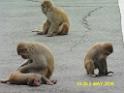 20160502monkey-mountain-P1020563