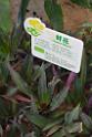 20150328sm-floral-exhibition_DSC_1736