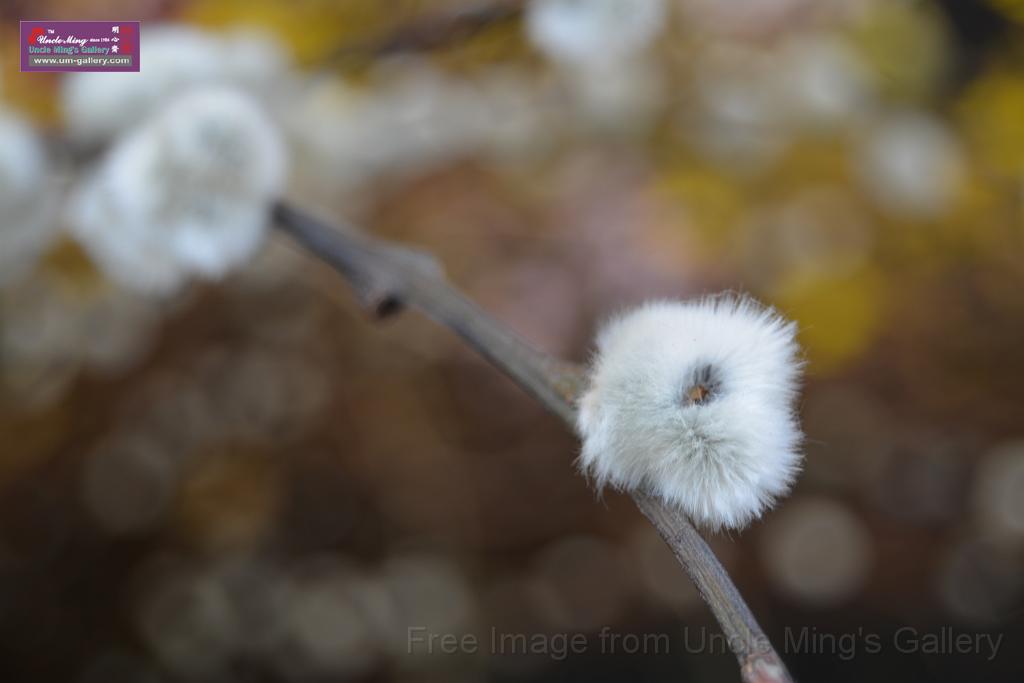 20150328sm-floral-exhibition_DSC_1776.JPG