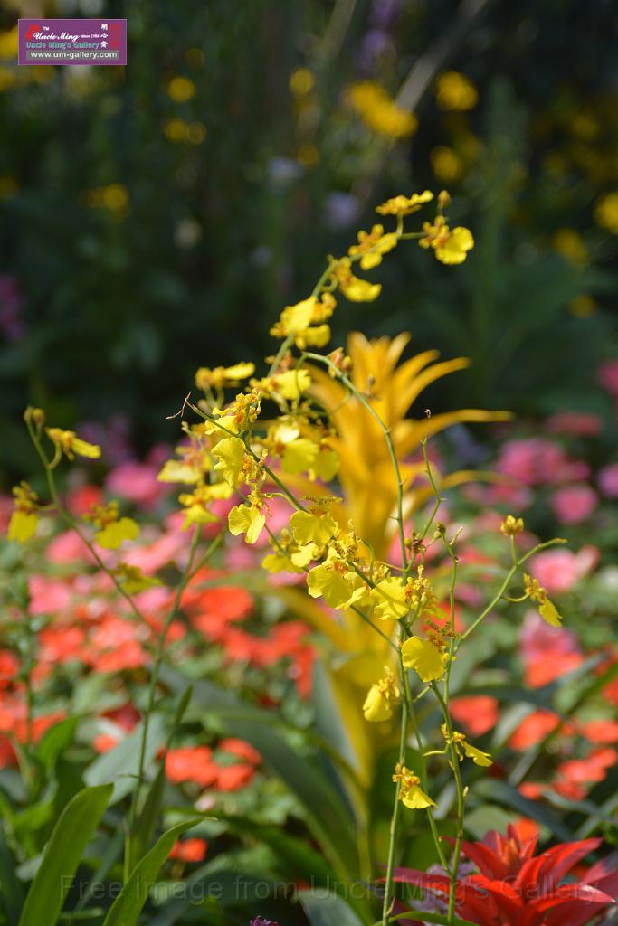 20150328sm-floral-exhibition_DSC_1781.JPG