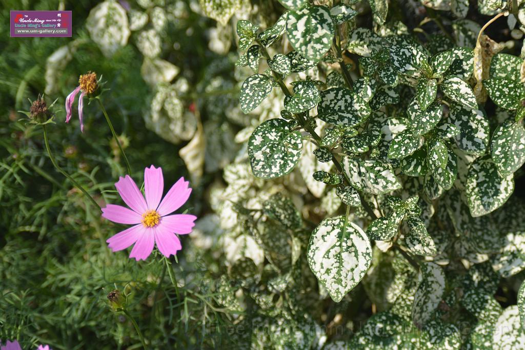 20150328sm-floral-exhibition_DSC_1794.JPG