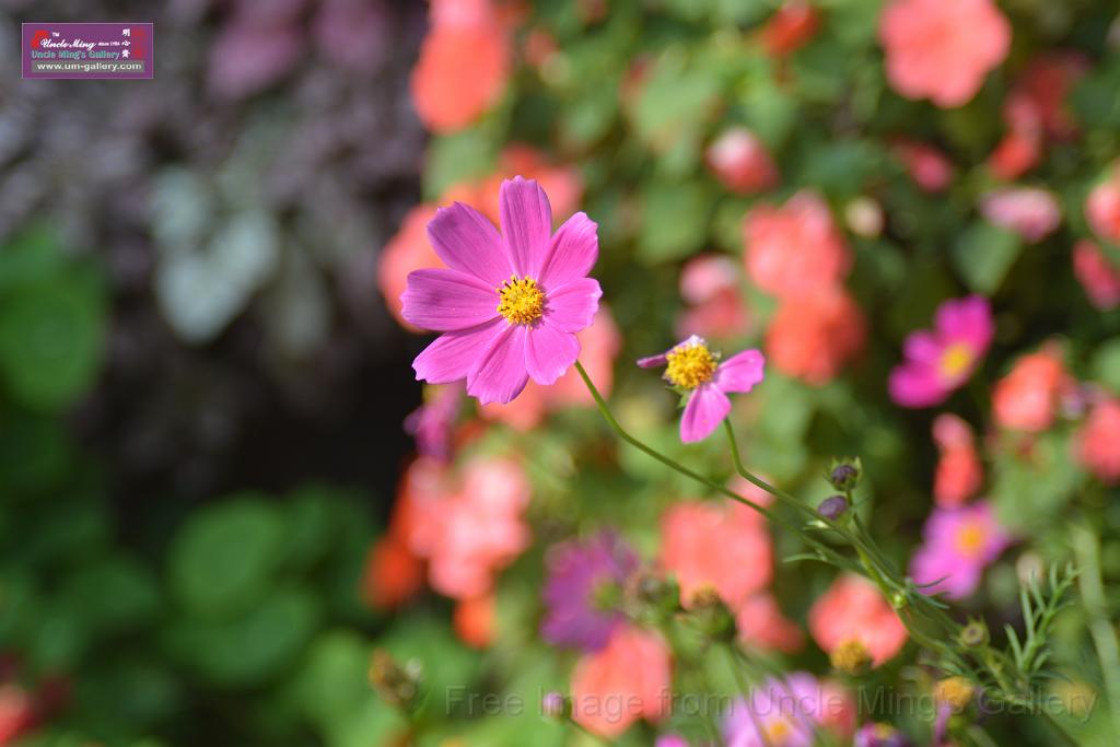 20150328sm-floral-exhibition_DSC_1795.JPG