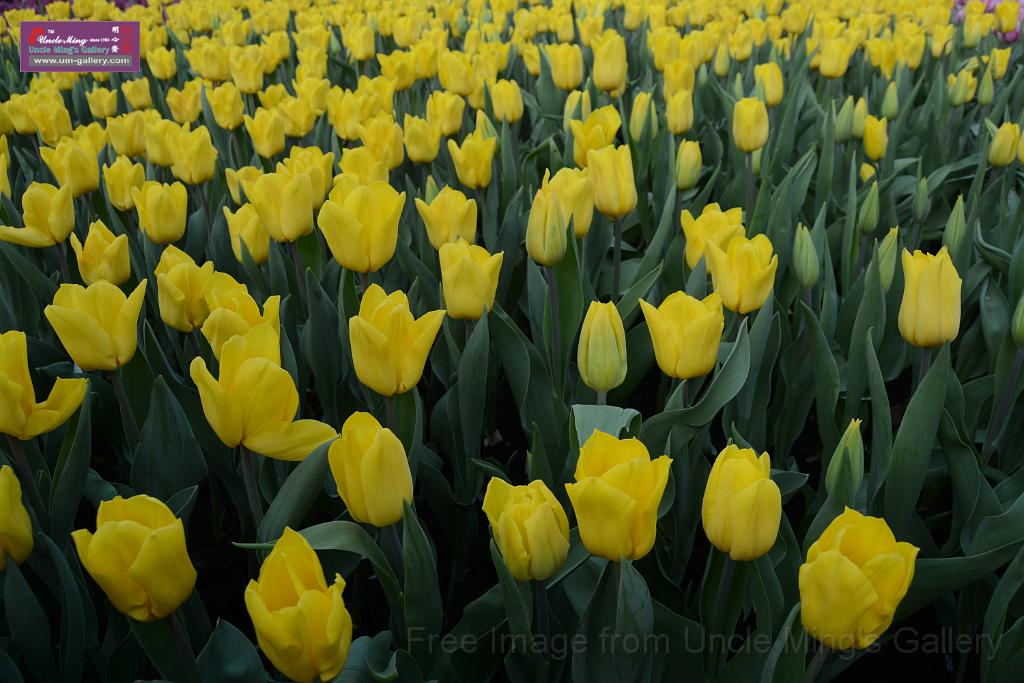 20150328sm-floral-exhibition_DSC_2030.JPG