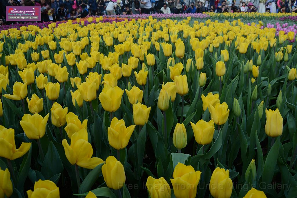 20150328sm-floral-exhibition_DSC_2031.JPG