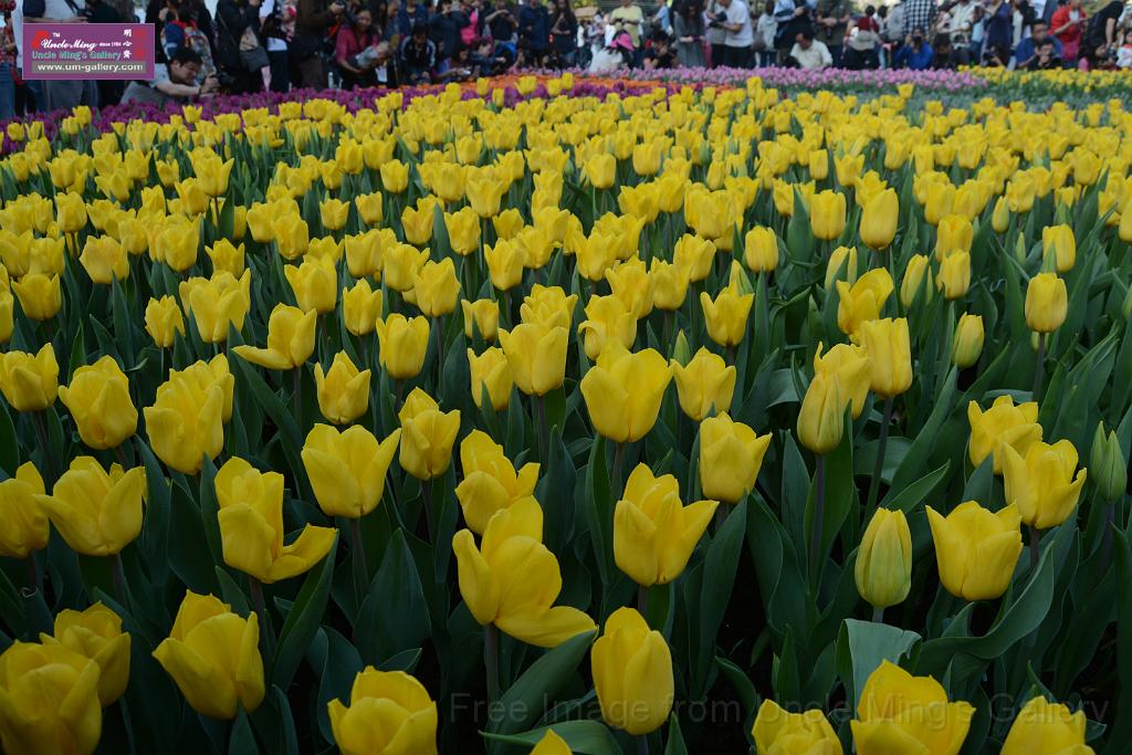 20150328sm-floral-exhibition_DSC_2032.JPG