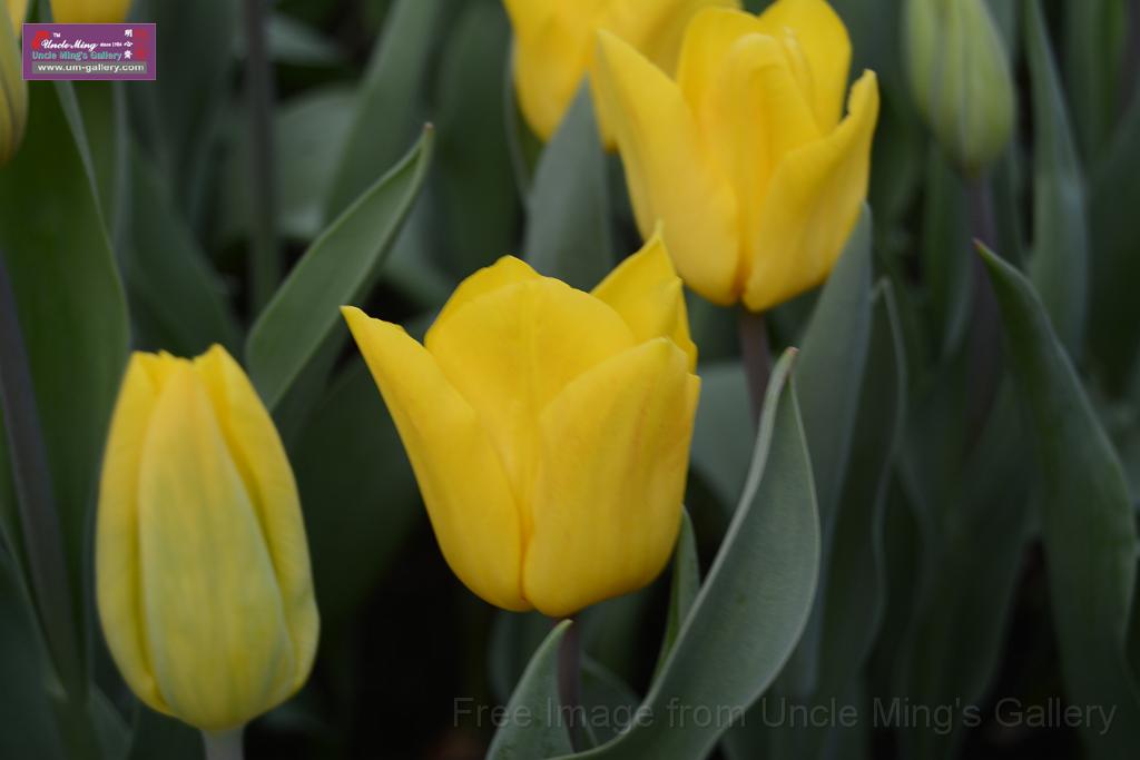 20150328sm-floral-exhibition_DSC_2035.JPG