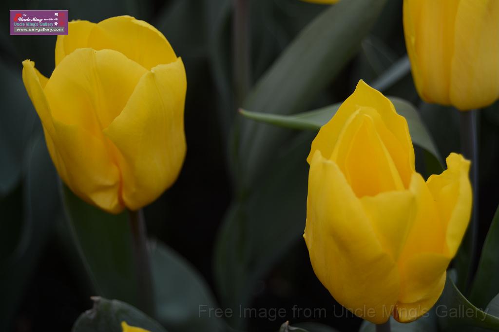 20150328sm-floral-exhibition_DSC_2038.JPG