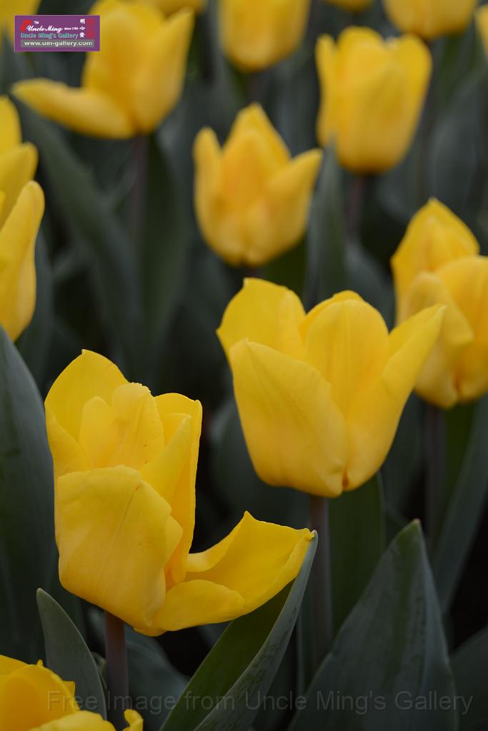 20150328sm-floral-exhibition_DSC_2039.JPG