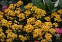 20150328sm-floral-exhibition_DSC_1978