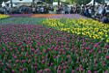 20150328sm-floral-exhibition_DSC_2024