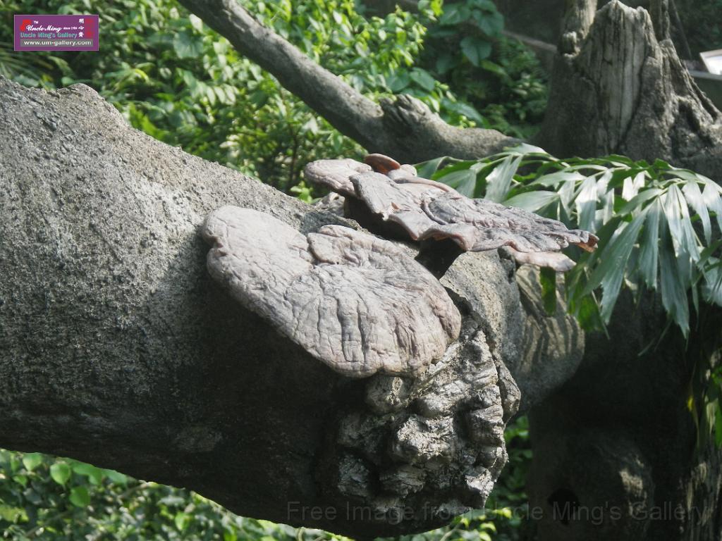 20150426sm_hk-park-IMGP1261.JPG