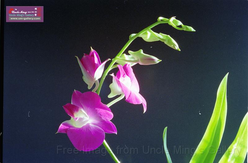 89orchid_12.jpg