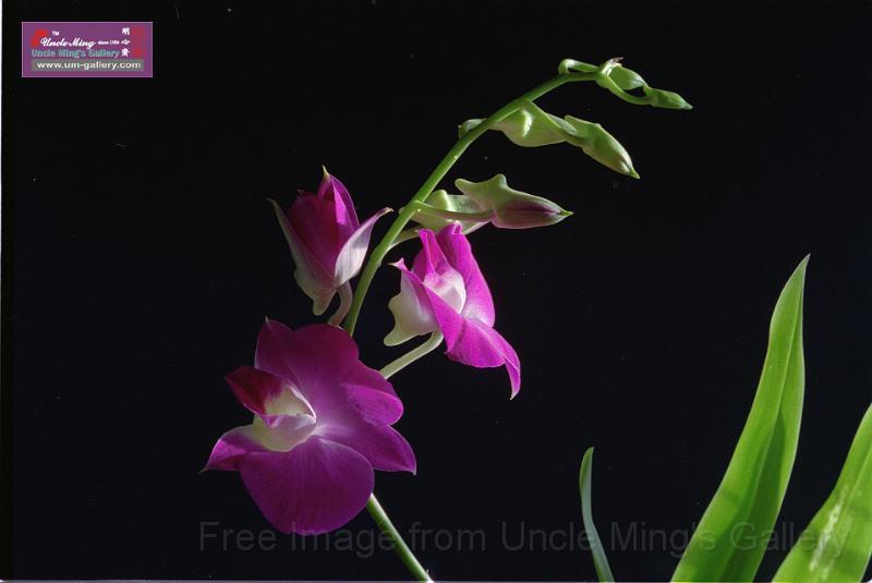 89orchid_13.jpg