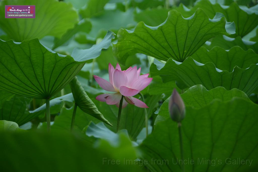 20180618lotus-hunghu_DSC_1536.JPG