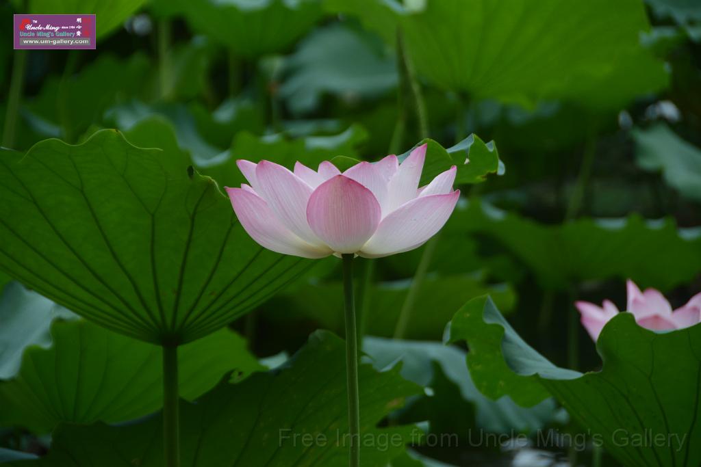 20180618lotus-hunghu_DSC_1540.JPG