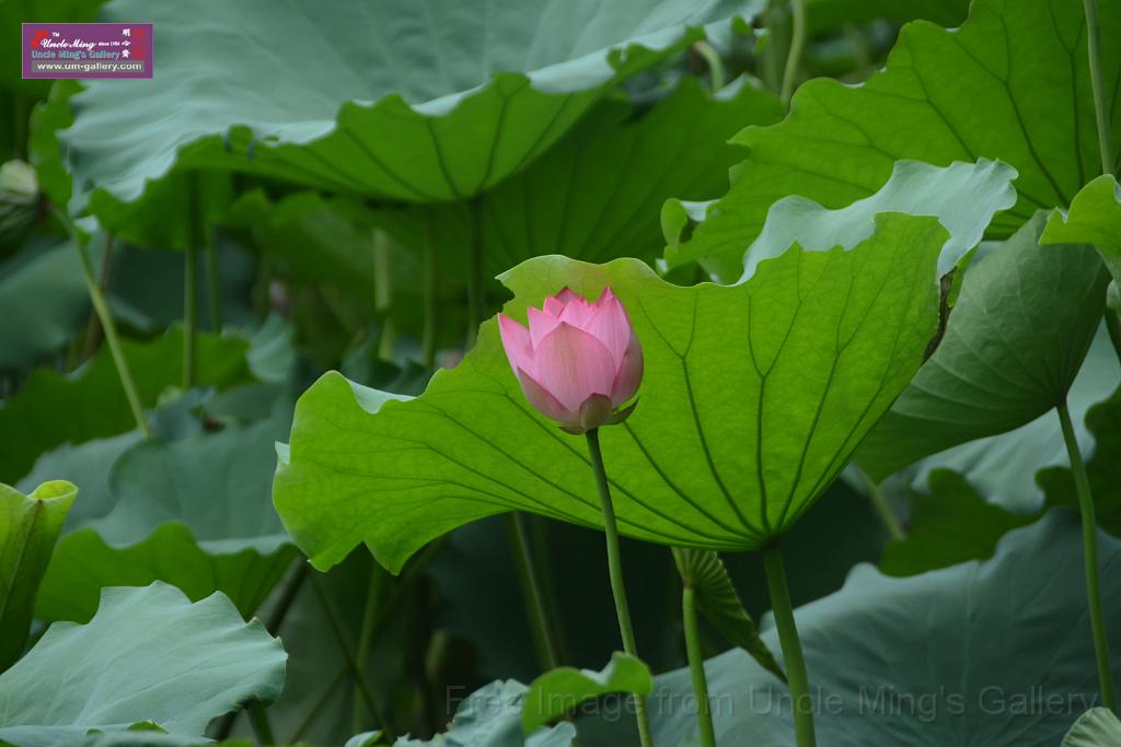 20180618lotus-hunghu_DSC_1542.JPG