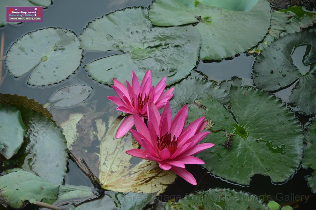 20180618lotus-hunghu_DSC_1544.JPG