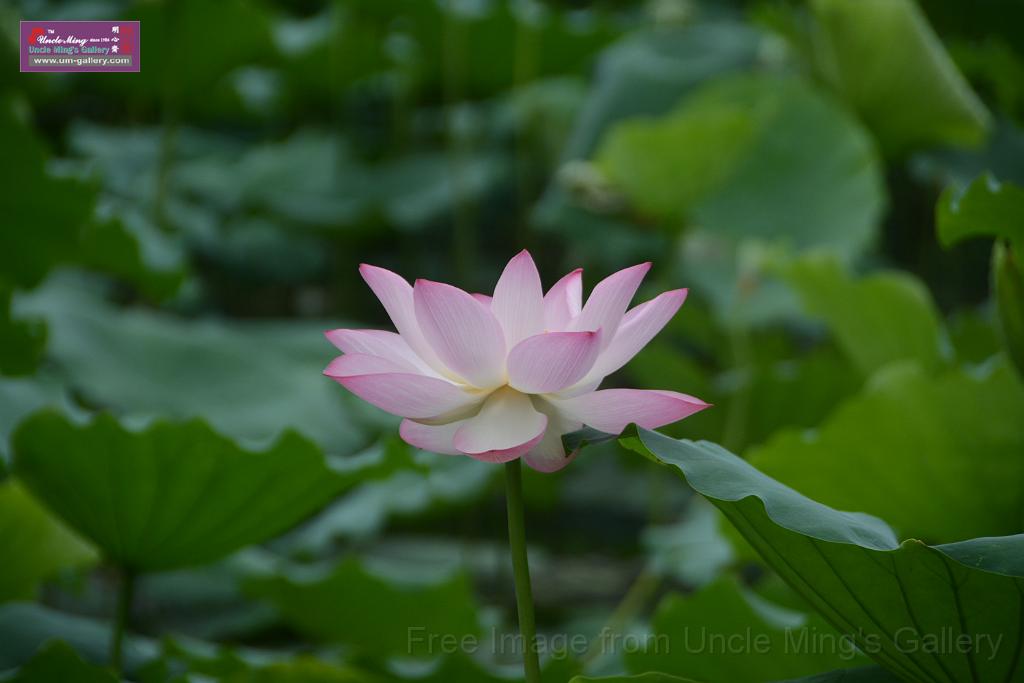 20180618lotus-hunghu_DSC_1546.JPG