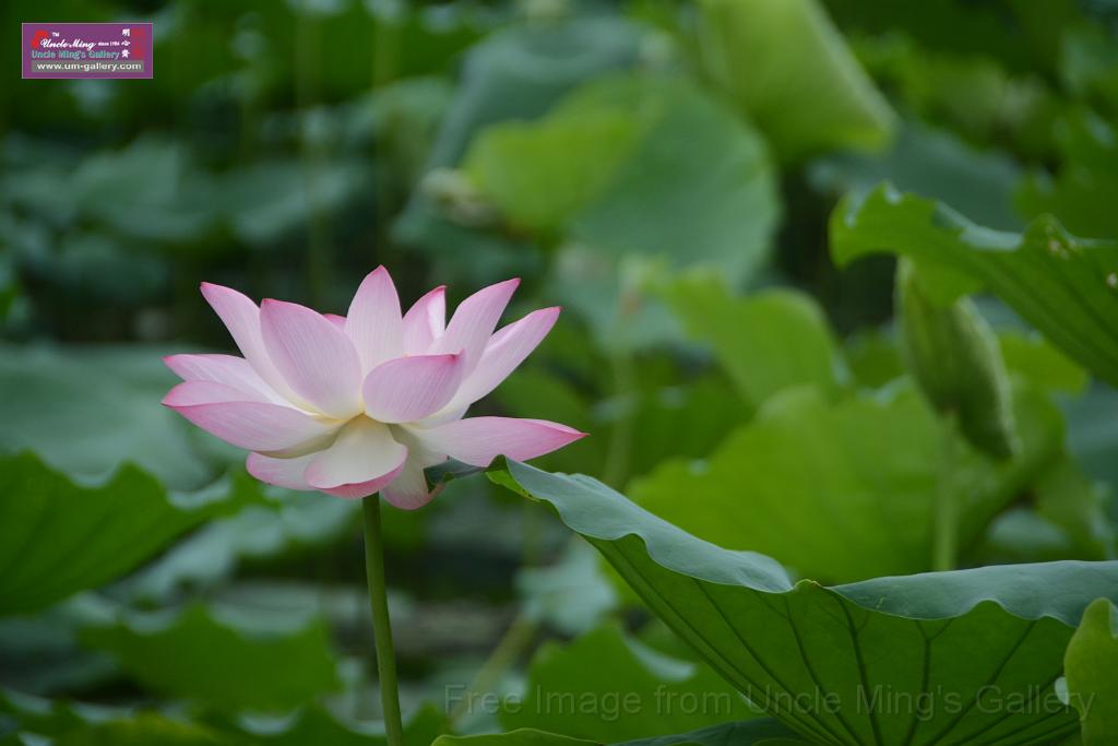 20180618lotus-hunghu_DSC_1547.JPG