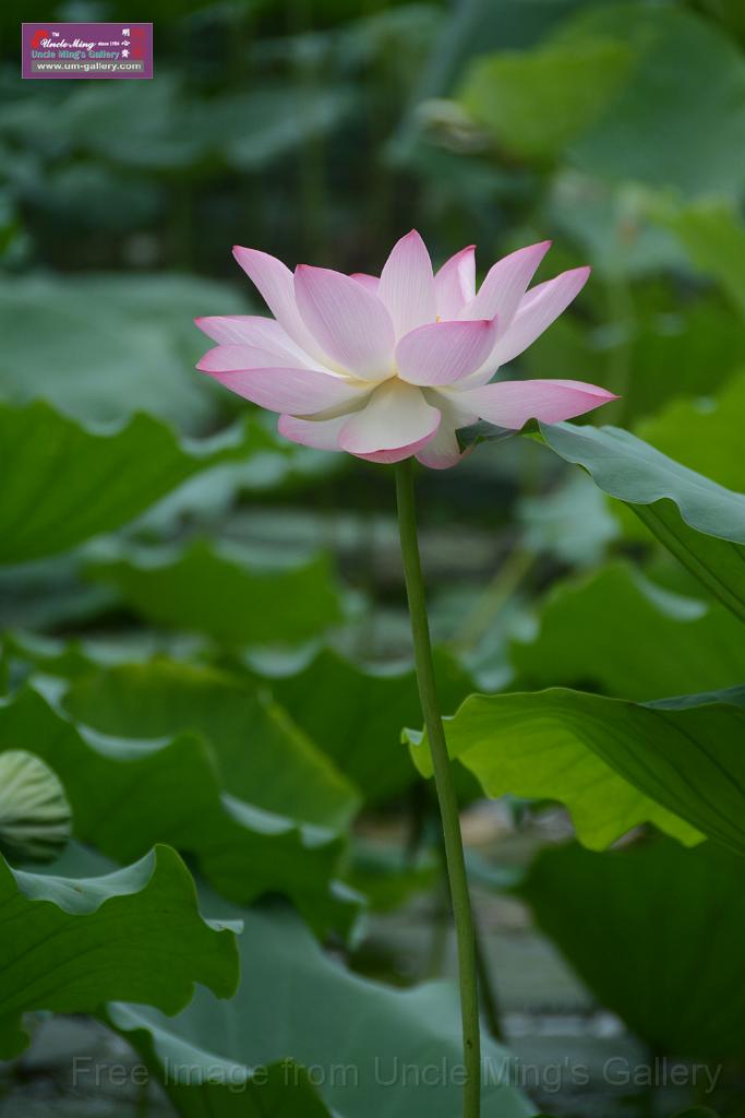 20180618lotus-hunghu_DSC_1548.JPG