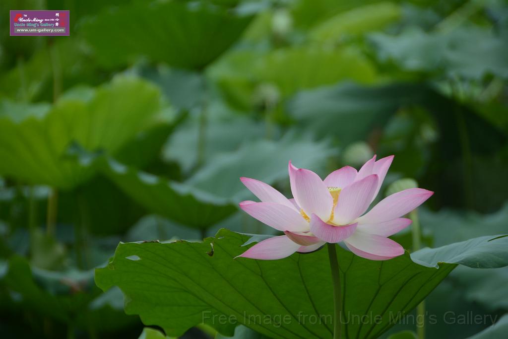 20180618lotus-hunghu_DSC_1550.JPG