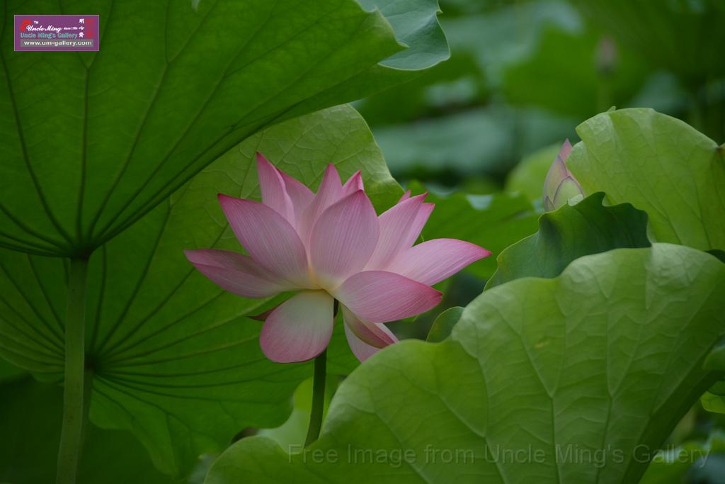 20180618lotus-hunghu_DSC_1551.JPG